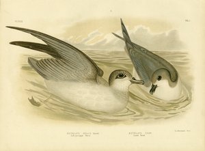 Blødpjusket stormmåge, 1891 af Gracius Broinowski